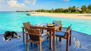 Seaside Outdoor Coffee Shop Ambience - Bossa Nova Music, Smooth Jazz, Hiding Shiba, Ocean Wave Sound