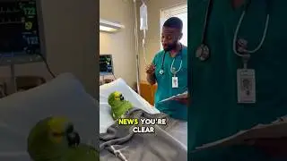 🦜 Niegrzeczny papuga Brody &ndash; &bdquo;Nie wychodzę ze szpitala&rdquo; #wirusowe #papuga #śmieszne #brodypapuga ...