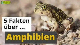 5 Fakten &uuml;ber Amphibien: Frosch, Salamander, Axolotl & Co. - Tier-Doku f&uuml;r Kinder