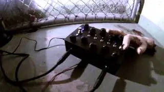 CACOPHONATOR NOIR in the cellar