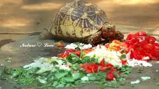 Indian Star Tortoise 🐢 | Tamil | 𝓝𝓪𝓽𝓾𝓻𝓮 ♡ 𝓛𝓸𝓿𝓮