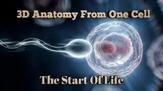 Human Fertilization Explained in 3D | From Sperm to Zygote | How Life Begins