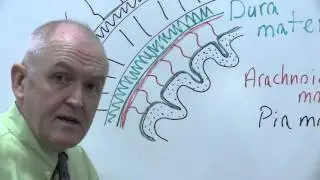Nervous system 12, Meninges and skull protect the brain