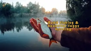 Rudd fishing in the beautiful foggy morning.