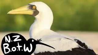 Masked booby - New Zealand Bird of the Week