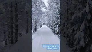 Лес Коми #nikarakezh #dji #видеосъёмка #syktyvkar #сыктывкар #республикакоми  #forest #лес