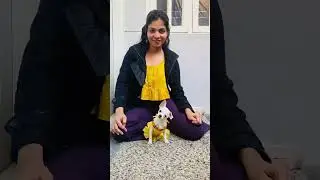 How is my outfit 🐶 #chihuahua #doglover #shorts #shortvideo