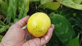 Fazendo um tum pelas minhas grau Nema gigante e um feliz ano novo para todos e para todas com saúde