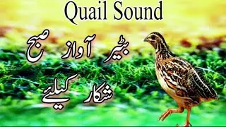 Batair awaz subah shekar k leye | Quail sound | batair ki awaz