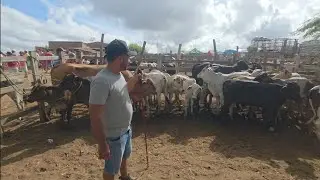 FEIRA DO GADO DA VILA JERIMUM TAQUARITINGA DO NORTE-PE 18/01/2026