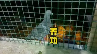 老婆喂得很好，就是不太认可我了。 #信鸽赛鸽 #赛鸽欣赏 #赛鸽比赛 #赛鸽运动 #幽幽信鸽
