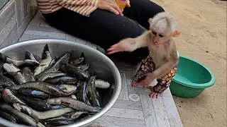 WoW React So Fast Lil Jack Curious Fishes In Tube Voice Call Mom Faster