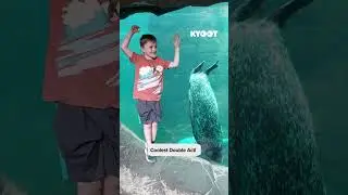 They should go on tour! 🦭 #kids #funny #seals
