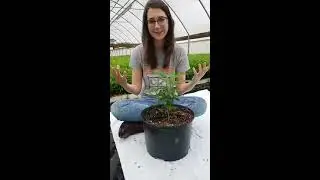 Hemp Homeschool - Lesson 4: Hemp Seeds and Flowers