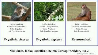 Nis&auml;kk&auml;&auml;t, lahko k&auml;delliset, heimo Cercopithecidae, osa 2 trachypithecus presbytis piliocolobus
