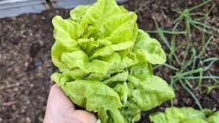 Gartenarbeiten Ende des Jahres, Gewächshaus, Kompost👩🏼‍🌾, Hühner 🐓