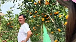 Vườn Quýt Hồng Đồng Tháp