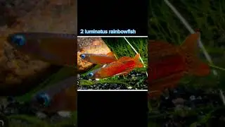 #fypシ #forktail rainbowfish #like #subscribe