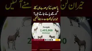 How Many Donkeys Are in Each Province of Pakistan? Shocking Statistics Revealed