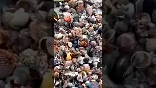 SHELLING after a storm ⛈️
