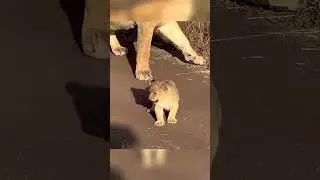 A little Lion King 🥹🥹
