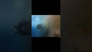 Hull Cleaning & Propeller Polishing #underwater_life01