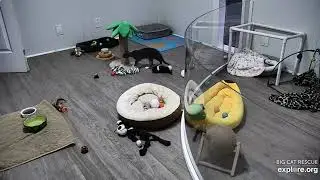 Erin walks into a ant situation. Kittens moved into her office.