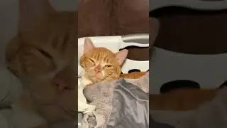 Laundry cat.🐱 #cats #catdad #funnycats #viral