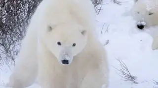 Wild Creatures   Extreme Conditions   Presented by Canadian Wildlife Photographer Michelle Valberg
