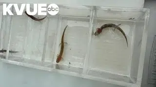 Austin's endangered salamanders help experts stay informed about drought
