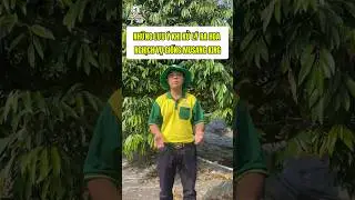 Some notes when processing flowering for musang king #saurieng #kysuhiepphatagri
