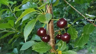 Sour cherry (Prunus cerasus)
