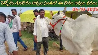 పెబ్బేరు శనివారం సంతలో ఈ వారం ఆవుల ధరలు | Pebbair cow market | Biggest cow market in Telangana 