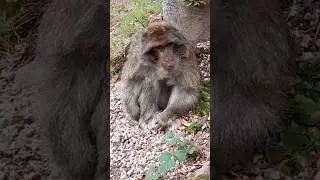 barber 🐒 monkey in france #montagnedesinges #monkey #monkeypark #monkeyvideo #shorts
