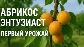 Абрикос &ldquo;ЭНТУЗИАСТ&rdquo; впервые плодоносит &mdash; вкус, аромат и реальный обзор! 🍑