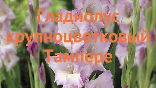 Гладиолус крупноцветковый Тампере (tampere) 🌿 обзор: как сажать, луковицы гладиолуса Тампере