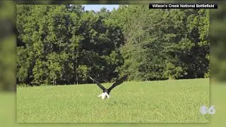 &lsquo;Too fat to fly&rsquo; bald eagle found near battlefield in Missouri has been rehabilitated