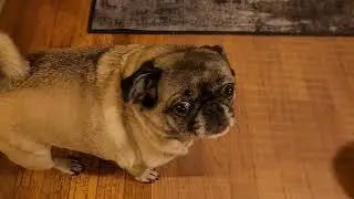 Winnie the Pug and Georgie Poragie Pudding's last trip of 2023