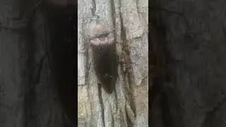 Epomis beetle