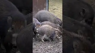 visayan warty pigs feeding on mud