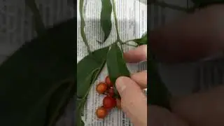 Caf&eacute;-de-Bugre: fruta comest&iacute;vel