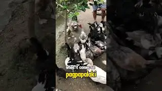 Anong Pagkakaiba ng Pekin at Muscovy Ducks? #animal #ducks #chicken #farming