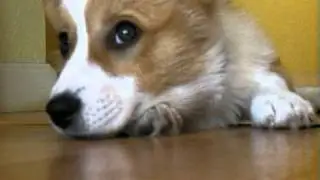 Corgi Can't Get Comfortable