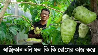 ১০০ রোগের ননী ফলের উপকারিতা কিভাবে খেতে হয়  । আলোচিত আফ্রিকার ননি ফলে  উপকার।  morinda citrifolia