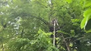 落羽松的氣根！