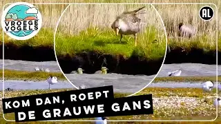 Zorgzame grauwe gans helpt de pulletje | Zelf Geschoten | Vroege Vogels