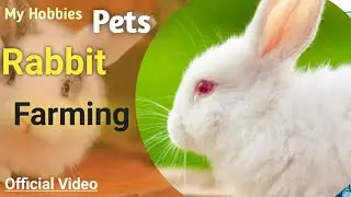 Rabbit farming rooftop breeding setup