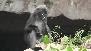 Spectacled Leaf Monkey