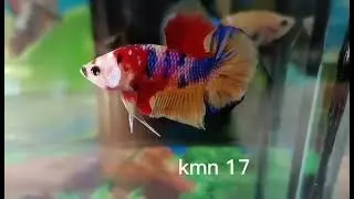 (KMN-17) Nemo Multicolor Plakat Male Betta