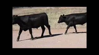Kerrabee Park Team Te Mania Angus Feeder Steers